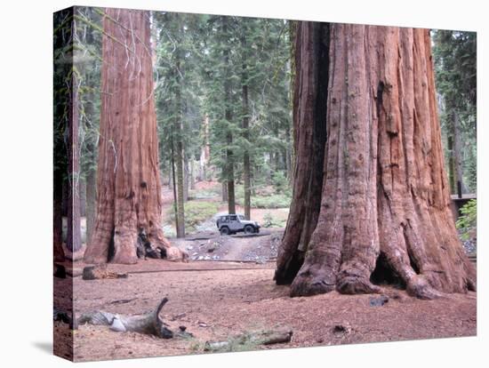 Sequoia Trees 1-NaxArt-Stretched Canvas