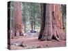 Sequoia Trees 1-NaxArt-Stretched Canvas