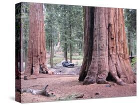 Sequoia Trees 1-NaxArt-Stretched Canvas