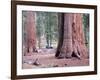 Sequoia Trees 1-NaxArt-Framed Art Print