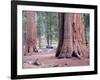 Sequoia Trees 1-NaxArt-Framed Art Print