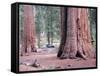 Sequoia Trees 1-NaxArt-Framed Stretched Canvas