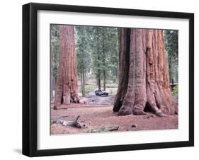 Sequoia Trees 1-NaxArt-Framed Art Print