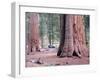 Sequoia Trees 1-NaxArt-Framed Art Print