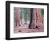 Sequoia Trees 1-NaxArt-Framed Premium Giclee Print