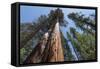 Sequoia Trees at Mariposa Grove, Yosemite-Francois Galland-Framed Stretched Canvas