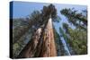 Sequoia Trees at Mariposa Grove, Yosemite-Francois Galland-Stretched Canvas