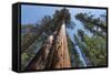 Sequoia Trees at Mariposa Grove, Yosemite-Francois Galland-Framed Stretched Canvas