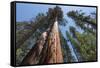 Sequoia Trees at Mariposa Grove, Yosemite-Francois Galland-Framed Stretched Canvas