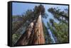 Sequoia Trees at Mariposa Grove, Yosemite-Francois Galland-Framed Stretched Canvas