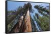 Sequoia Trees at Mariposa Grove, Yosemite-Francois Galland-Framed Stretched Canvas