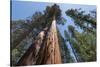 Sequoia Trees at Mariposa Grove, Yosemite-Francois Galland-Stretched Canvas