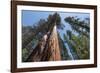 Sequoia Trees at Mariposa Grove, Yosemite-Francois Galland-Framed Photographic Print