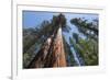 Sequoia Trees at Mariposa Grove, Yosemite-Francois Galland-Framed Photographic Print