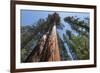 Sequoia Trees at Mariposa Grove, Yosemite-Francois Galland-Framed Photographic Print