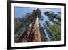 Sequoia Trees at Mariposa Grove, Yosemite-Francois Galland-Framed Photographic Print