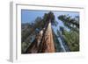 Sequoia Trees at Mariposa Grove, Yosemite-Francois Galland-Framed Photographic Print