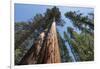 Sequoia Trees at Mariposa Grove, Yosemite-Francois Galland-Framed Photographic Print