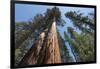 Sequoia Trees at Mariposa Grove, Yosemite-Francois Galland-Framed Photographic Print