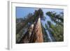 Sequoia Trees at Mariposa Grove, Yosemite-Francois Galland-Framed Photographic Print