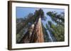 Sequoia Trees at Mariposa Grove, Yosemite-Francois Galland-Framed Photographic Print