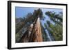 Sequoia Trees at Mariposa Grove, Yosemite-Francois Galland-Framed Photographic Print