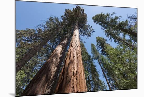 Sequoia Trees at Mariposa Grove, Yosemite-Francois Galland-Mounted Photographic Print