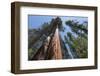 Sequoia Trees at Mariposa Grove, Yosemite-Francois Galland-Framed Photographic Print