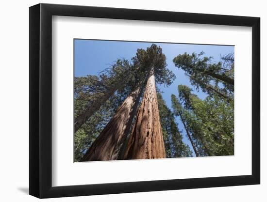 Sequoia Trees at Mariposa Grove, Yosemite-Francois Galland-Framed Photographic Print