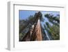 Sequoia Trees at Mariposa Grove, Yosemite-Francois Galland-Framed Photographic Print