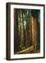 Sequoia Trees, California-null-Framed Art Print