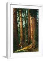 Sequoia Trees, California-null-Framed Art Print