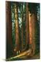 Sequoia Trees, California-null-Mounted Art Print