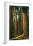 Sequoia Trees, California-null-Framed Art Print