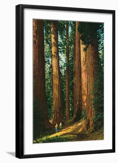 Sequoia Trees, California-null-Framed Art Print