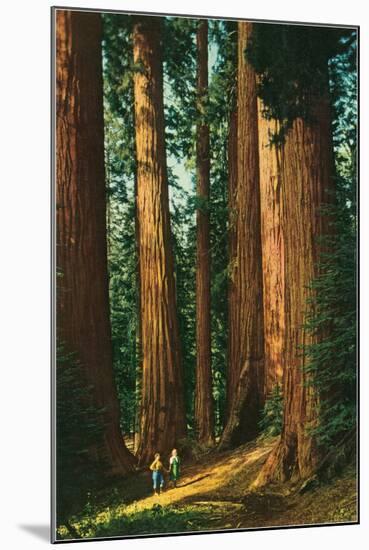 Sequoia Trees, California-null-Mounted Art Print