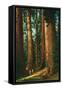 Sequoia Trees, California-null-Framed Stretched Canvas