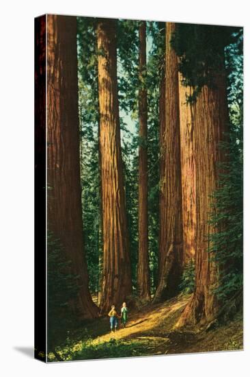 Sequoia Trees, California-null-Stretched Canvas