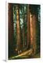 Sequoia Trees, California-null-Framed Art Print