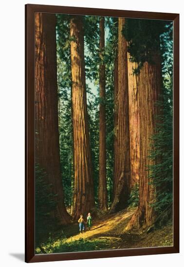 Sequoia Trees, California-null-Framed Art Print