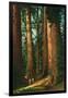 Sequoia Trees, California-null-Framed Art Print