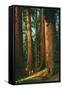 Sequoia Trees, California-null-Framed Stretched Canvas