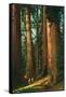 Sequoia Trees, California-null-Framed Stretched Canvas