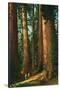 Sequoia Trees, California-null-Stretched Canvas