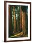 Sequoia Trees, California-null-Framed Art Print