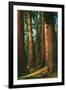 Sequoia Trees, California-null-Framed Art Print