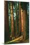 Sequoia Trees, California-null-Mounted Art Print