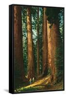 Sequoia Trees, California-null-Framed Stretched Canvas