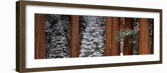 Sequoia Trees Sequoia National Park CA USA-Panoramic Images-Framed Photographic Print