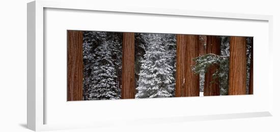 Sequoia Trees Sequoia National Park CA USA-Panoramic Images-Framed Photographic Print